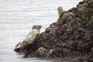Seals